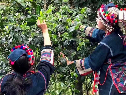 Lao Ban Zhang Pu’er Tea Harvesting: Chinese Tea Group