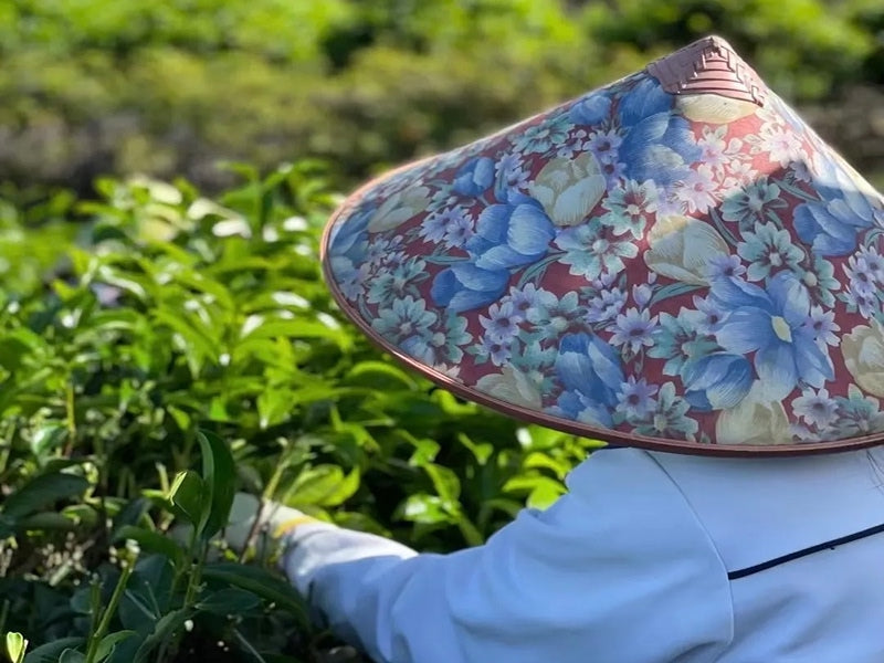 Chinese Oolong Tea – Chinese Tea Group