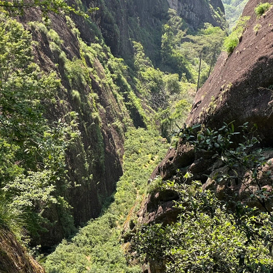 Wuyi Rock Oolong Shui Xian Tea – Chinese Tea Group