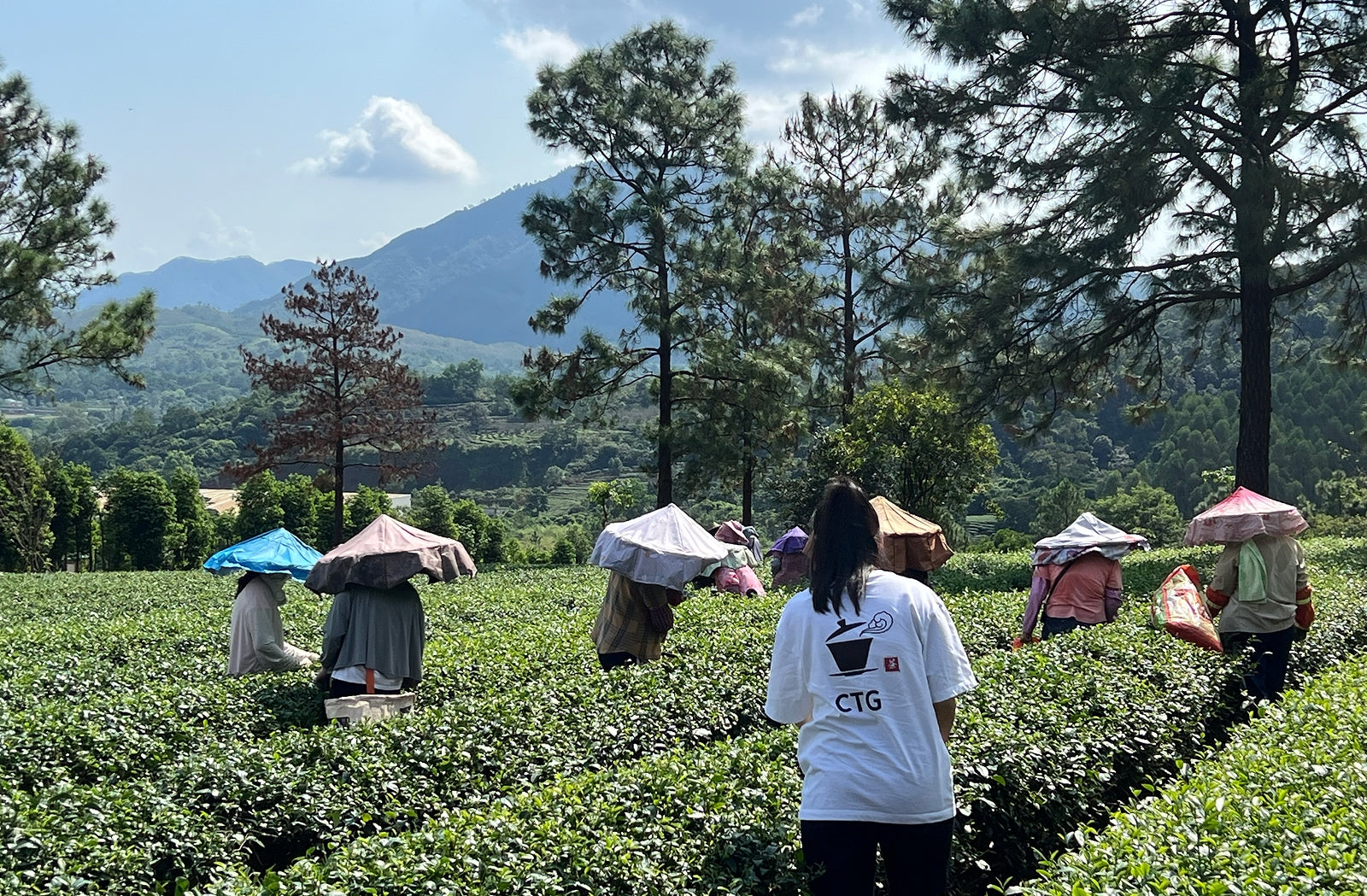 Tea Farmer Harvesting Tea on Sunny Day – Chinese Tea Group