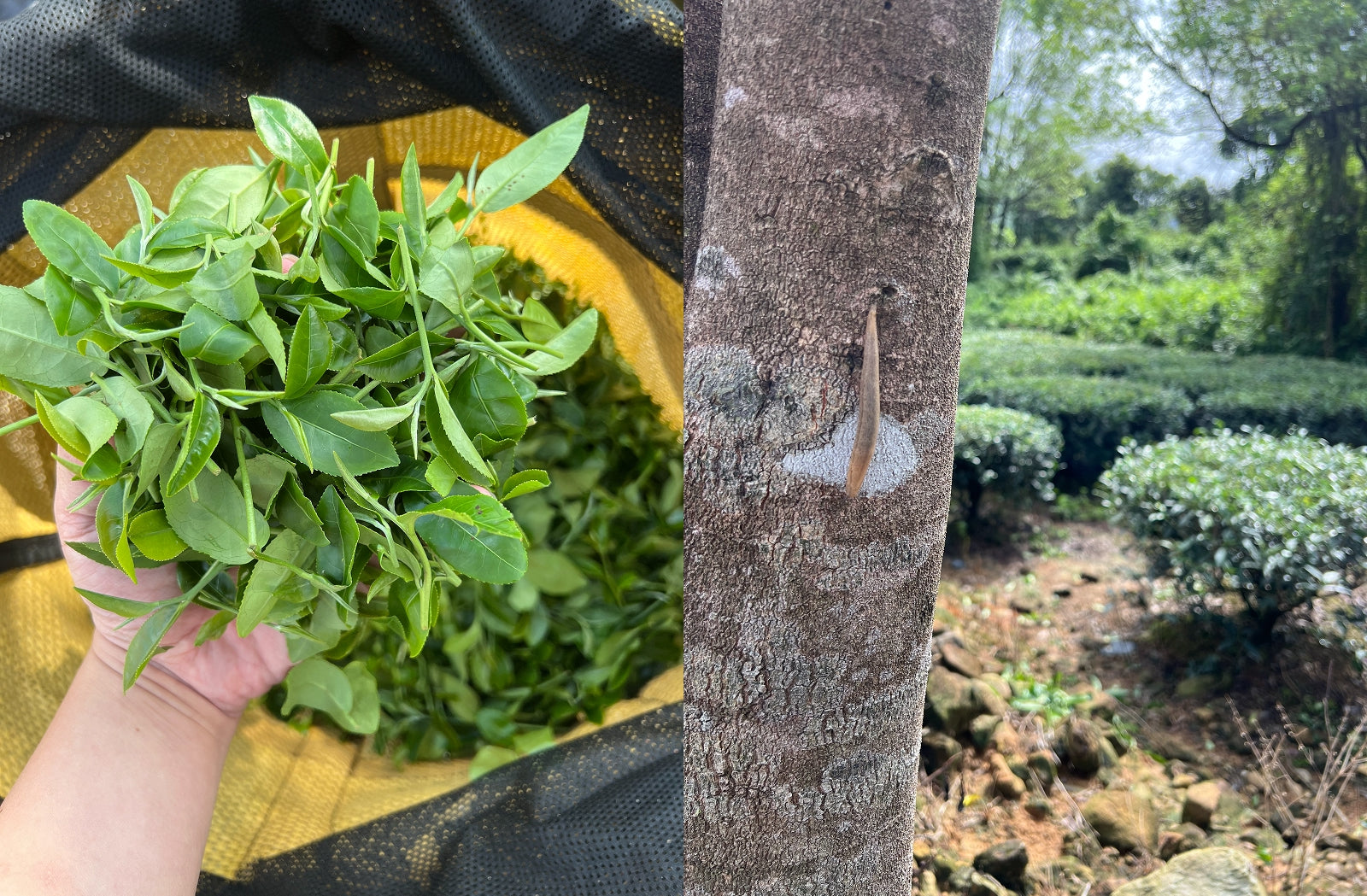 Sustainable Tea – Fresh Tea Leaves on Protected Lands by Chinese Tea Group