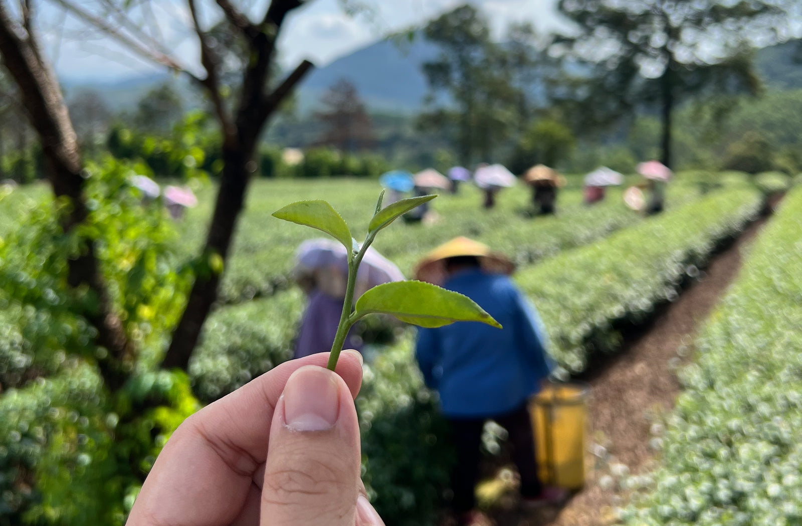 Fresh Tea Leaf in Hand – Chinese Tea Group Traditional Harvesting Scene