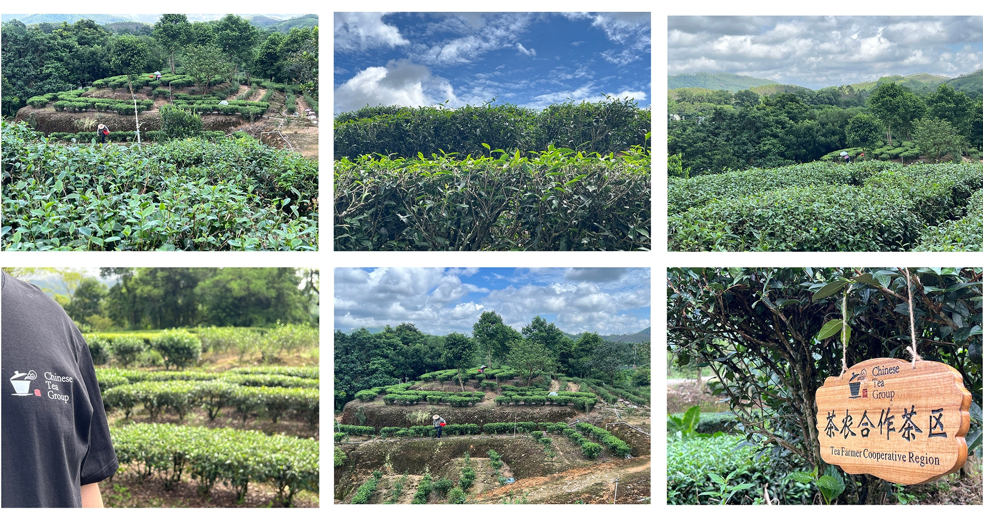 Tea Mountains by Chinese Tea Group – Authentic Chinese Tea Origins