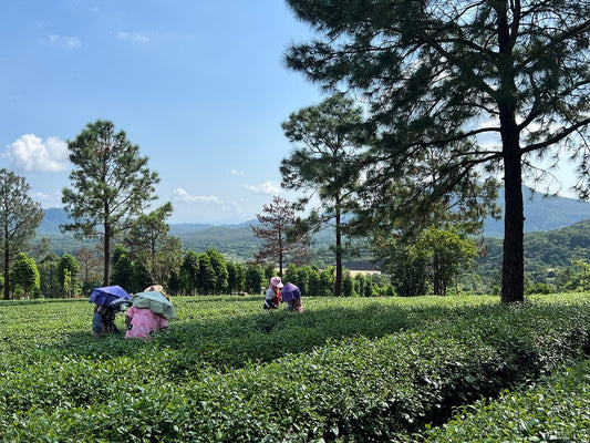 Chinese Tea Guide: Famous Tea Mountains Explained