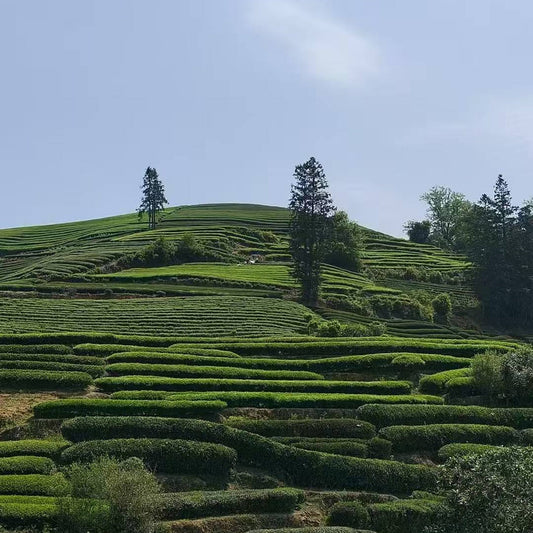 Where to Buy the Best Chinese Oolong Tea: Authentic & Trusted Source