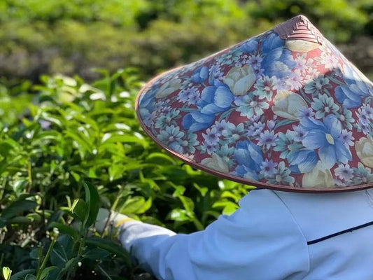 Chinese Oolong Tea: The Ultimate Guide to China’s Legendary Brew
