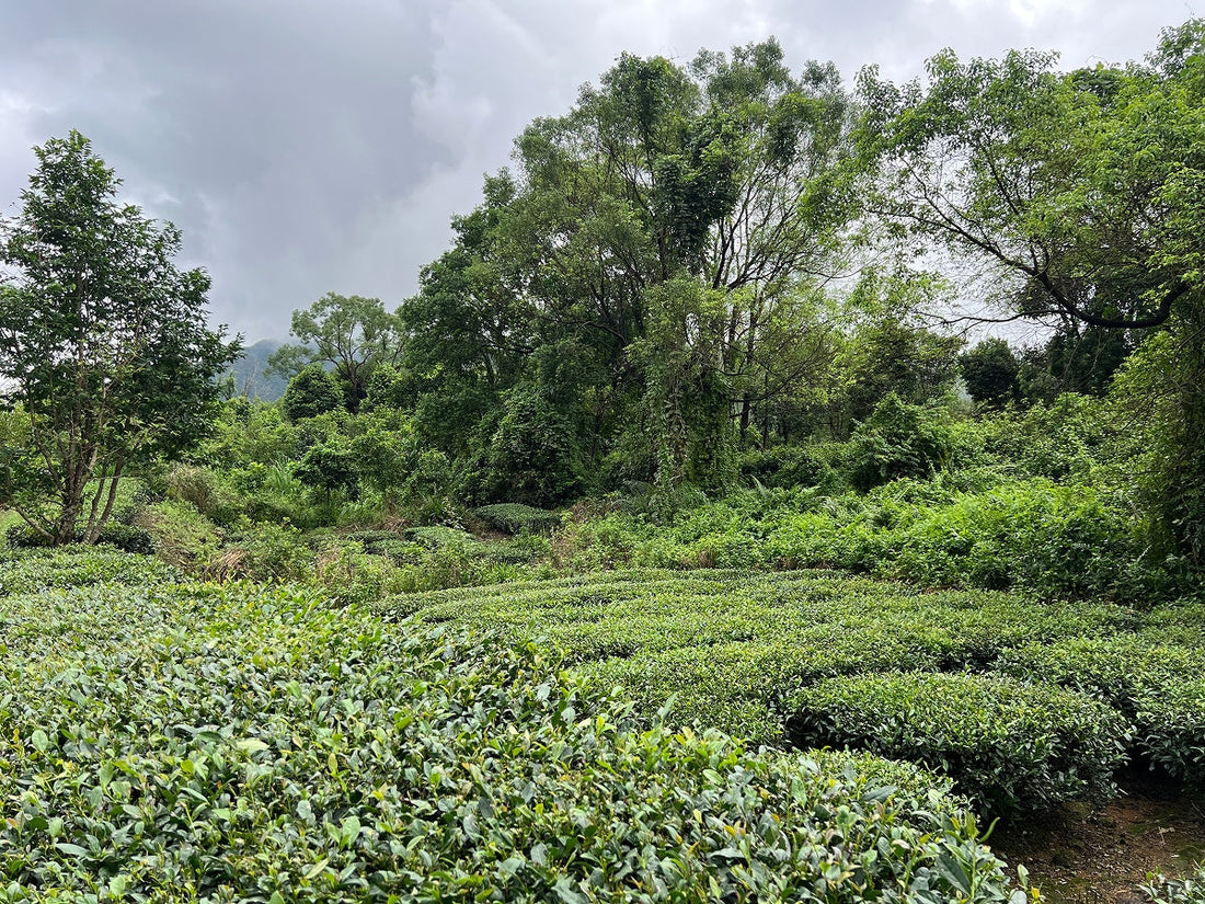 Dancong Oolong Tea Garden – Chinese Tea Group
