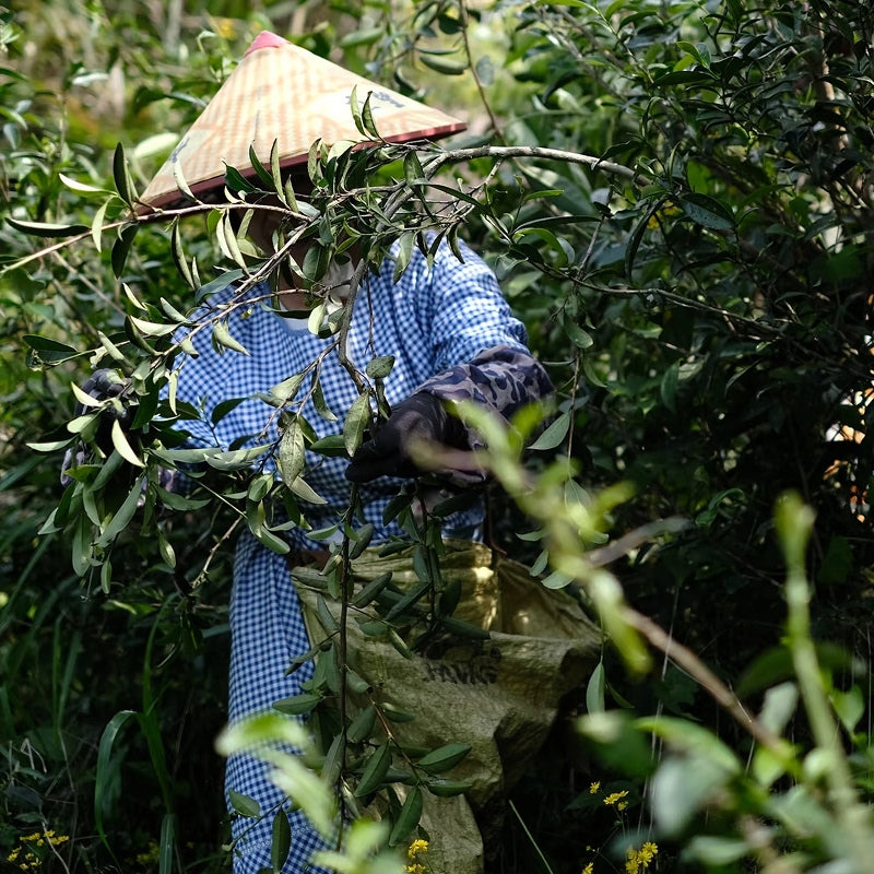 Rou Gui Wuyi Rock Oolong Tea – Chinese Tea Group