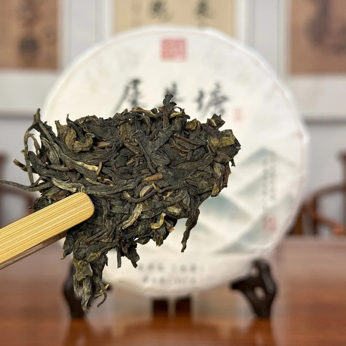 Hand-broken sample of the 2019 Xi Niu Tang Ancient Tree Raw Pu-erh Tea Cake