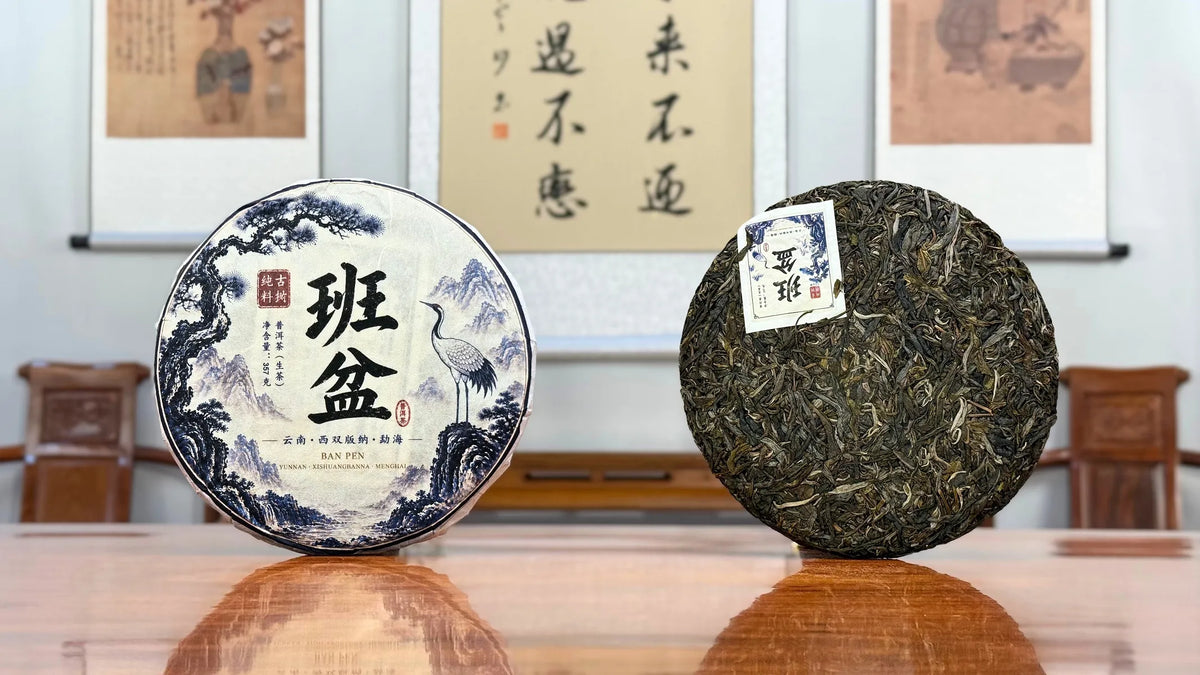 2022 Ban Pen Ancient Tree Raw Pu-erh Tea Cake in a traditional Chinese tea merchant setting