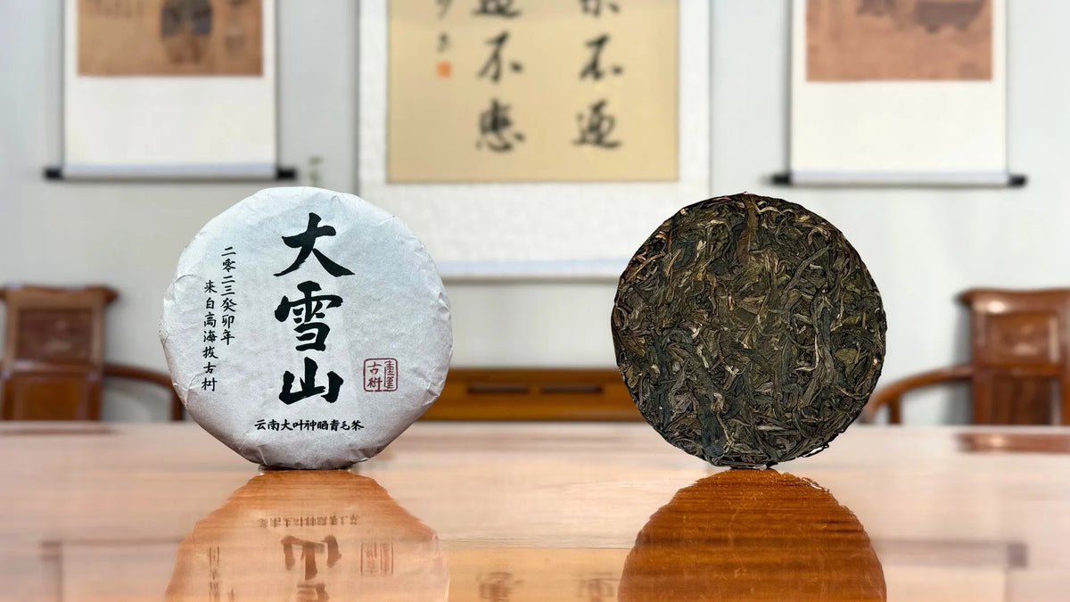 2023 Da Xue Shan Ancient Tree Raw Pu-erh Tea Cake in a traditional Chinese tea house setting