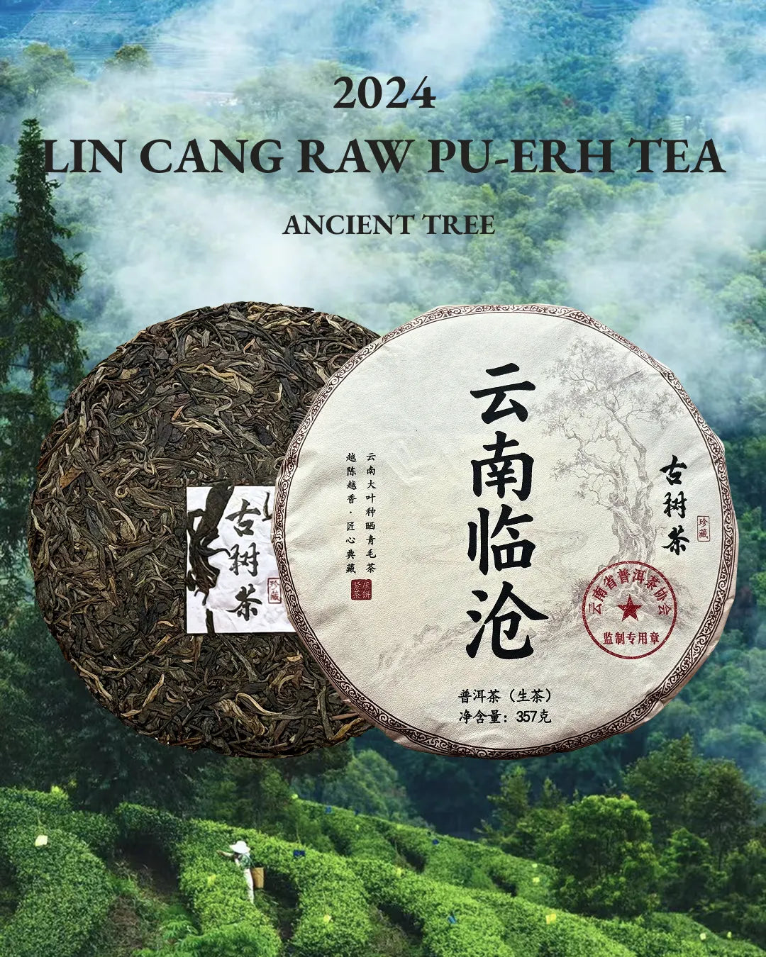 2024 Lincang Ancient Tree Raw Pu-erh Tea Cake from Yunnan, China