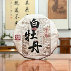 2025 Bai Mu Dan White Tea Cake on display at our traditional Chinese tea store.