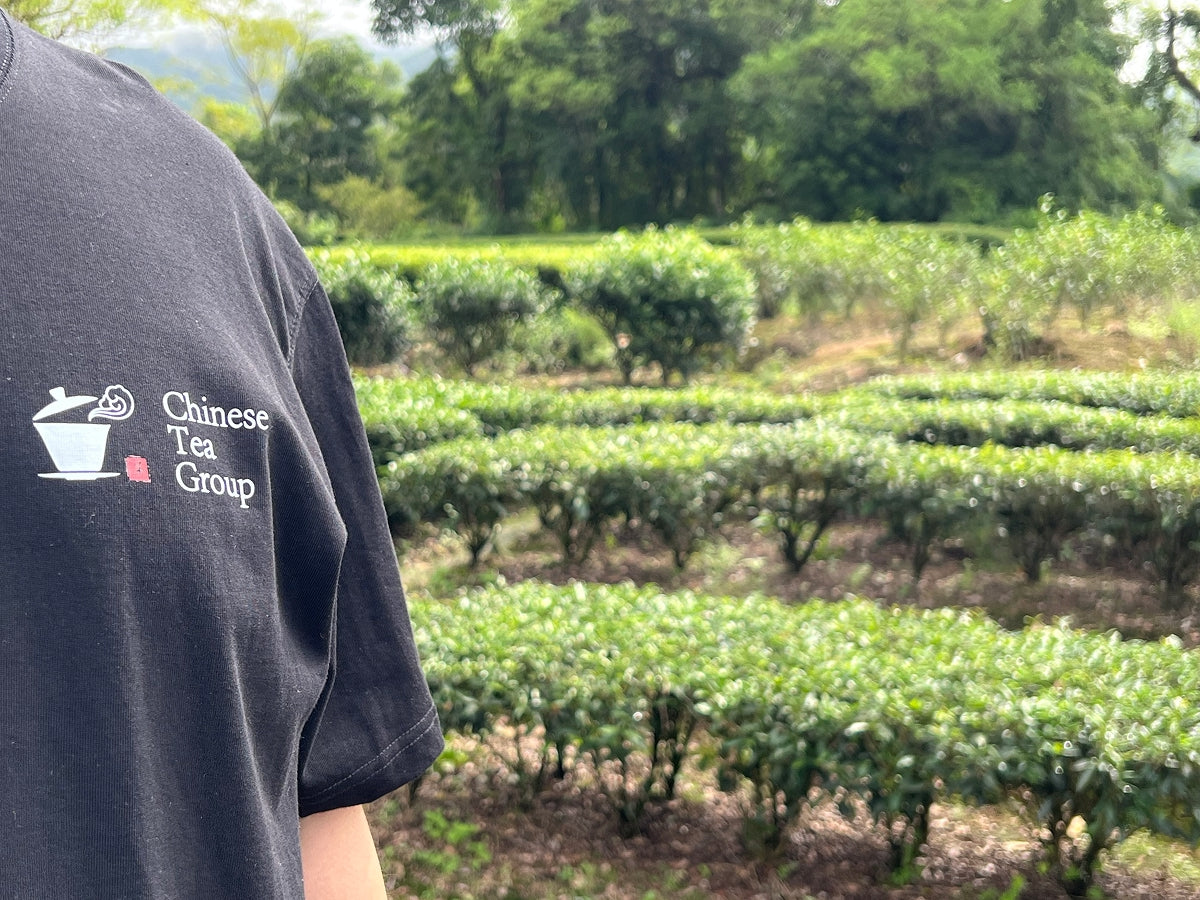 Chinese Tea Group tea master on the tea mountains