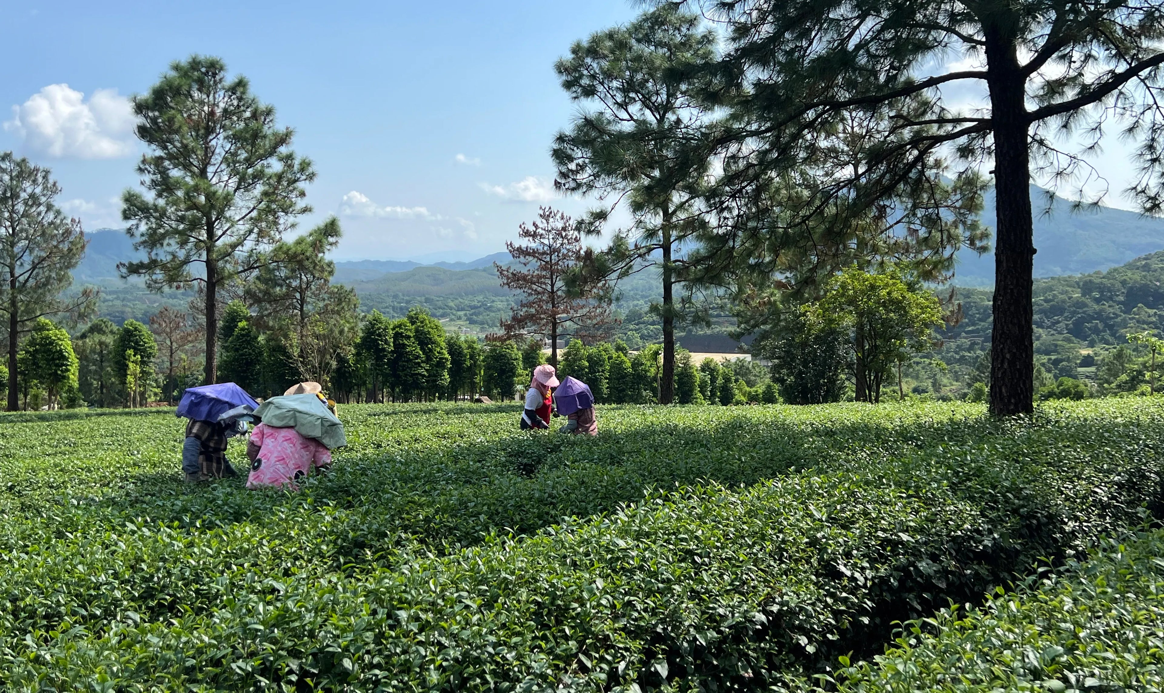 Chinese Tea Group - Authentic Chinese tea from China’s core tea regions