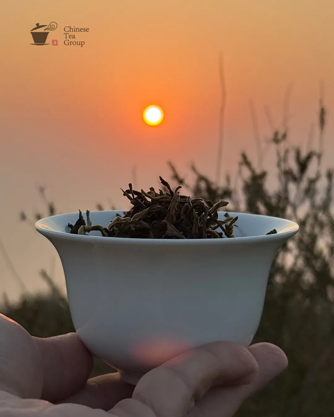 Handpicked whole tea leaves enjoyed during a perfect sunset – premium Chinese loose leaf tea experience