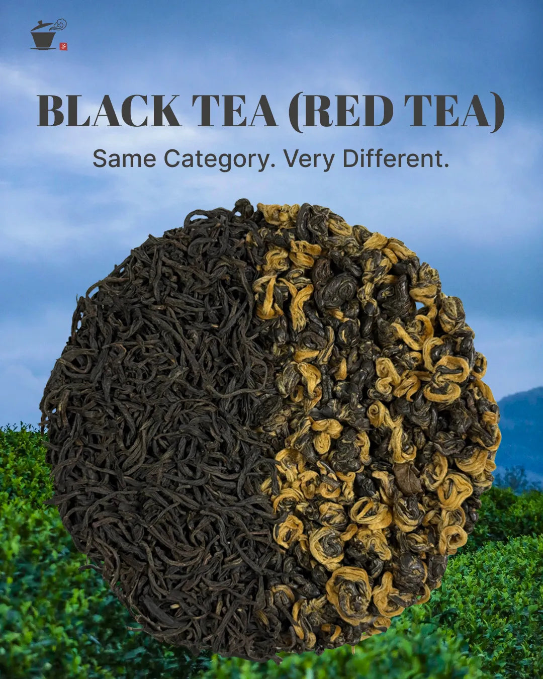 Comparison of Lapsang Souchong and Yunnan Golden Snail black tea – flavor, aroma, and premium Chinese tea leaves