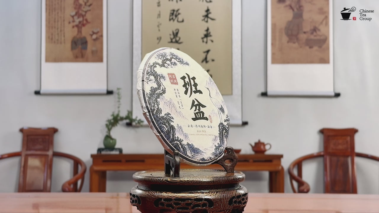 2022 Ban Pen Ancient Tree Raw Pu-erh Tea Cake video by Chinese Tea Group tea house