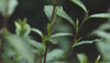 Chinese Tea Group: Tea Harvesting & Processing
