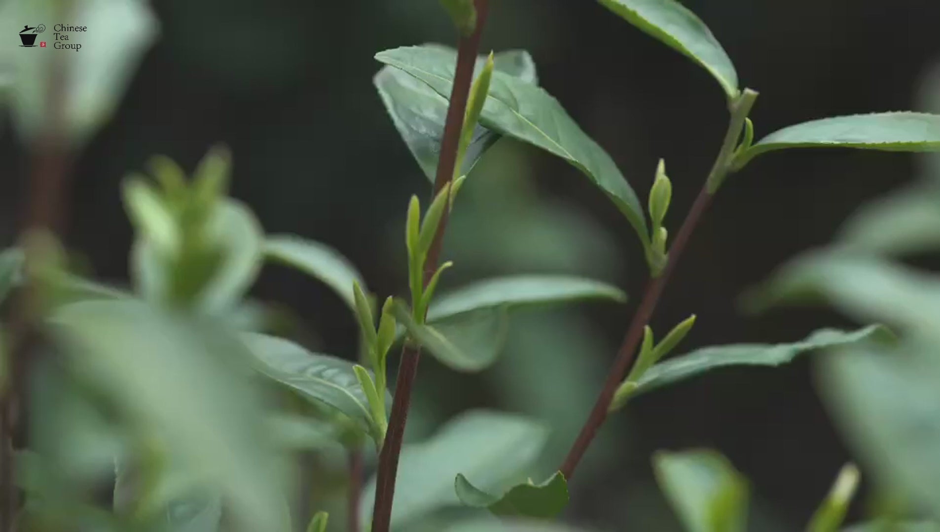 Charger la vidéo : Chinese Tea Group hand-picks and produces tea with local farmers.