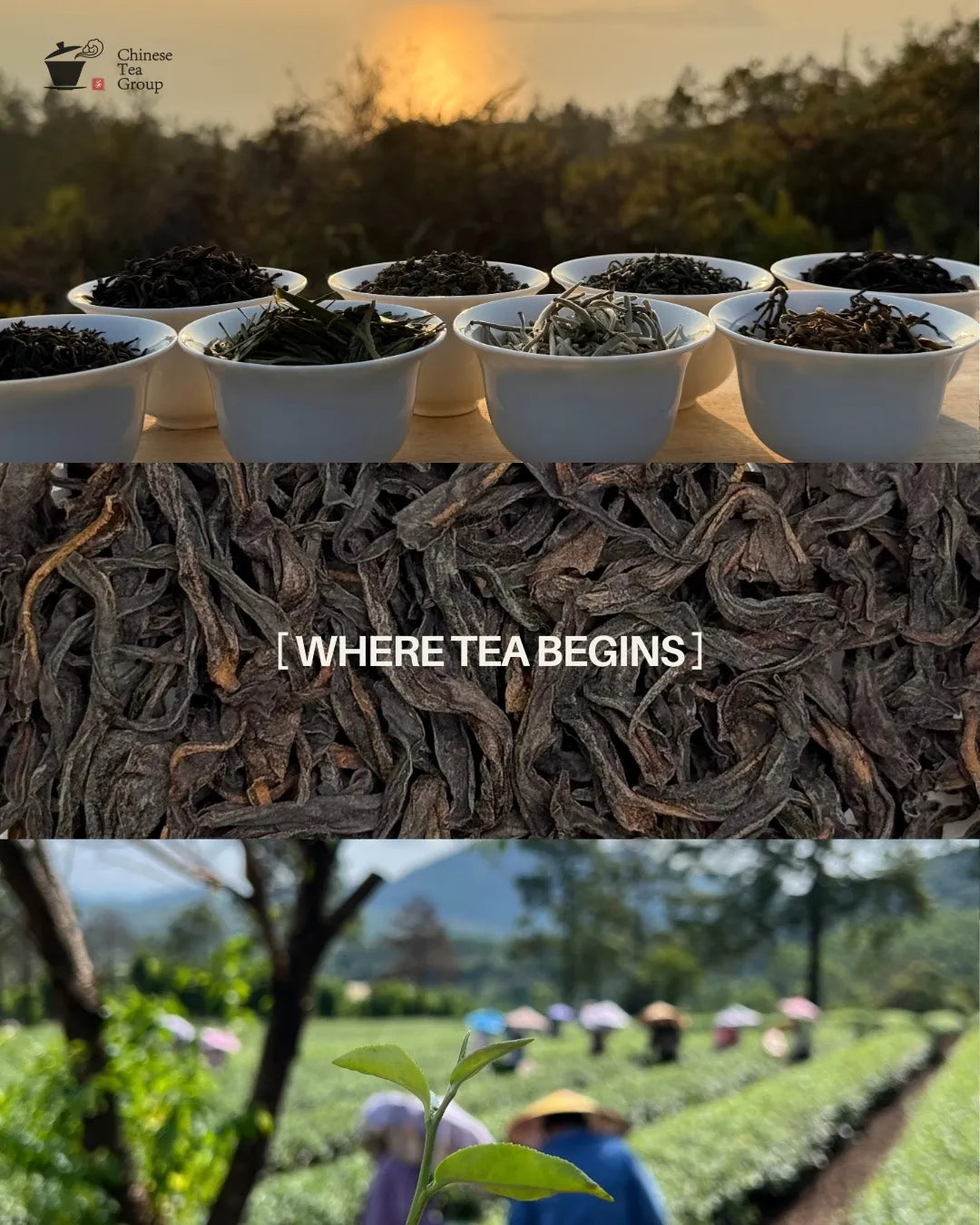 Premium loose leaf tea showcasing its origin – high-quality Chinese tea leaves for tea enthusiasts